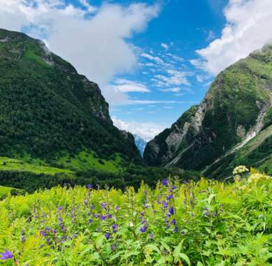 Valley of Flowers trek panoramic view with hundreds of wildflower species blooming across alpine meadows, Uttarakhand, India