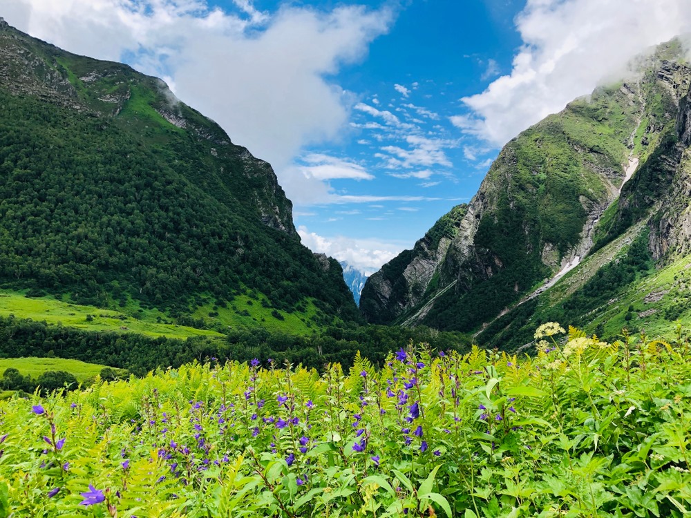 Valley of Flowers trek panoramic view with hundreds of wildflower species blooming across alpine meadows, Uttarakhand, India